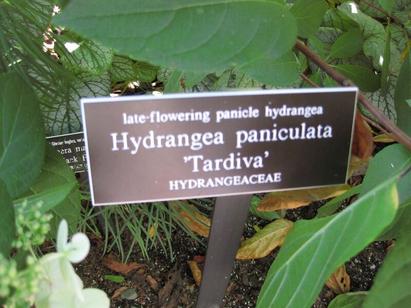 File:1280px-IMG 0029 nybg09.jpg