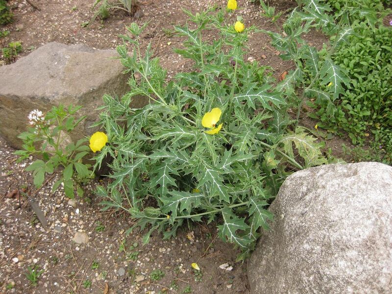 File:1280px-IMG 1384 bbg09.jpg