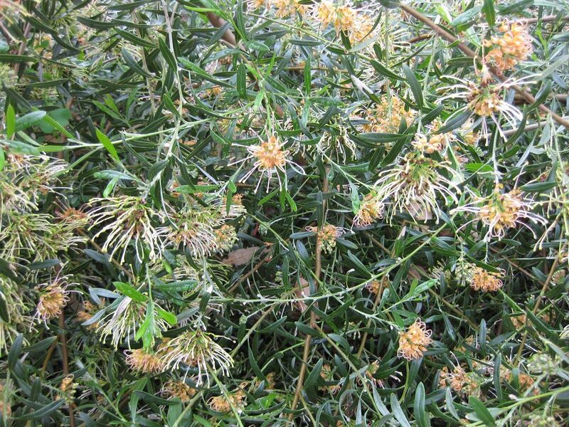 File:1280px-IMG 4813 hunt0904.jpg