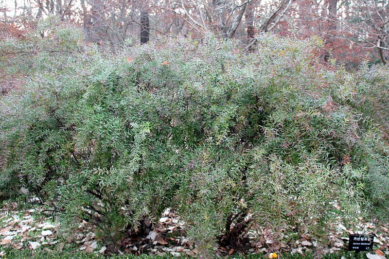 File:1280px-Spiraea thunbergii.JPG