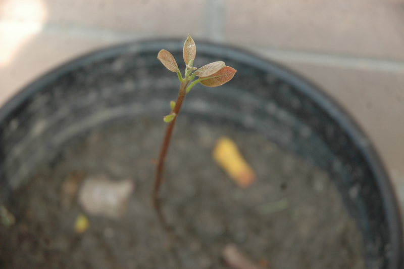 File:20110627225631!Upload.png