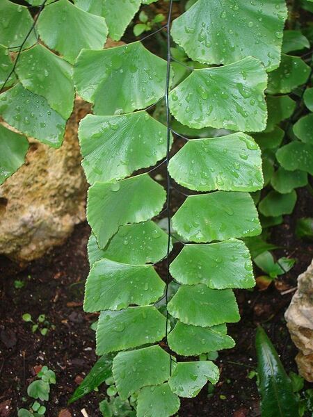 File:576px-Adiantum peruvianum-2.jpg