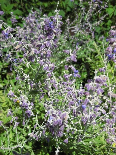 File:576px-IMG 0042 nybg09.jpg