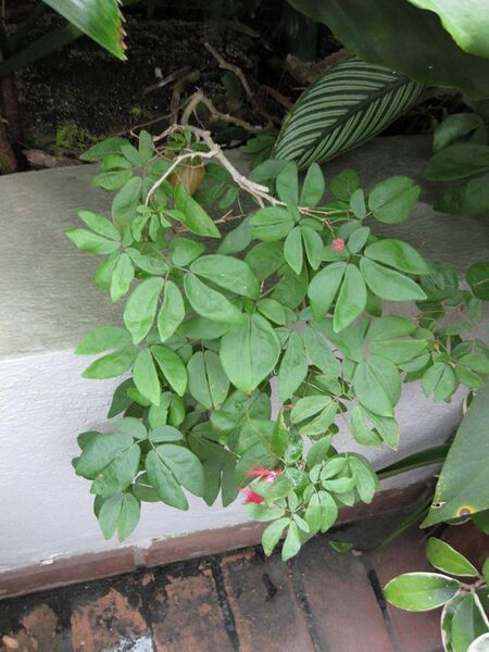 File:576px-IMG 1035 bbg09.jpg