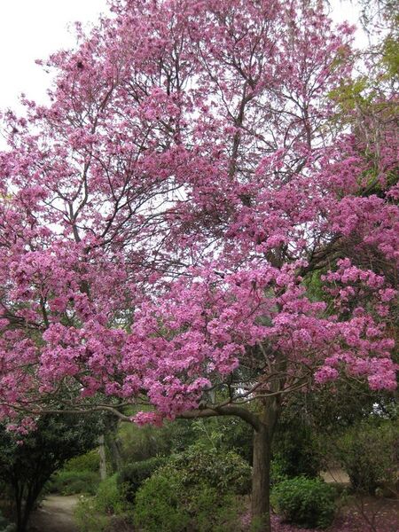 File:576px-IMG 5048 hunt0904.jpg