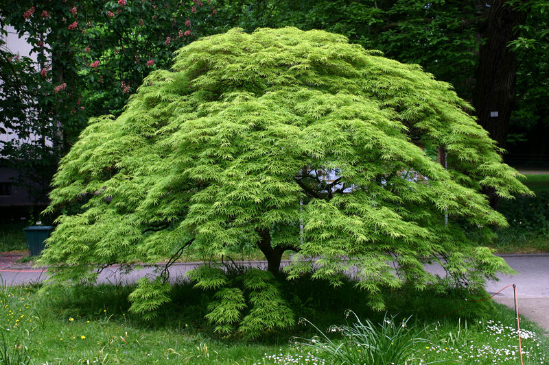 File:Acer.palmatum.jpg