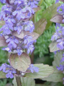 Common Bugle (Ajuga reptans)