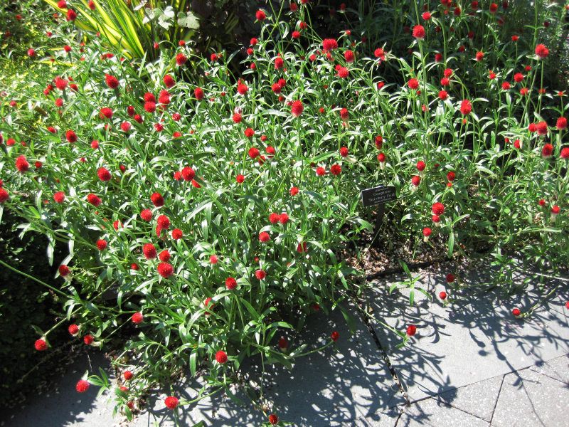File:IMG 0119 nybg09.jpg