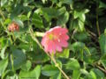 Passiflora tarminiana