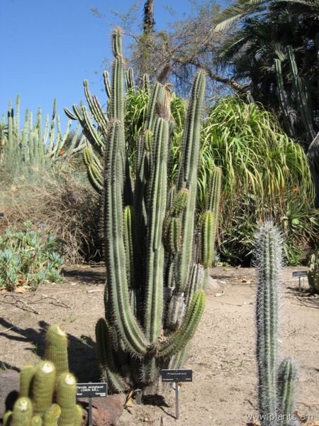 File:Pilosocereus-IMG 0402 hunt07.jpg