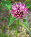 Thumbnail for version as of 06:58, 2 October 2007