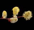 Male catkins