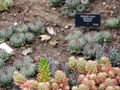 Sempervivum Tectorum 'Greenii'