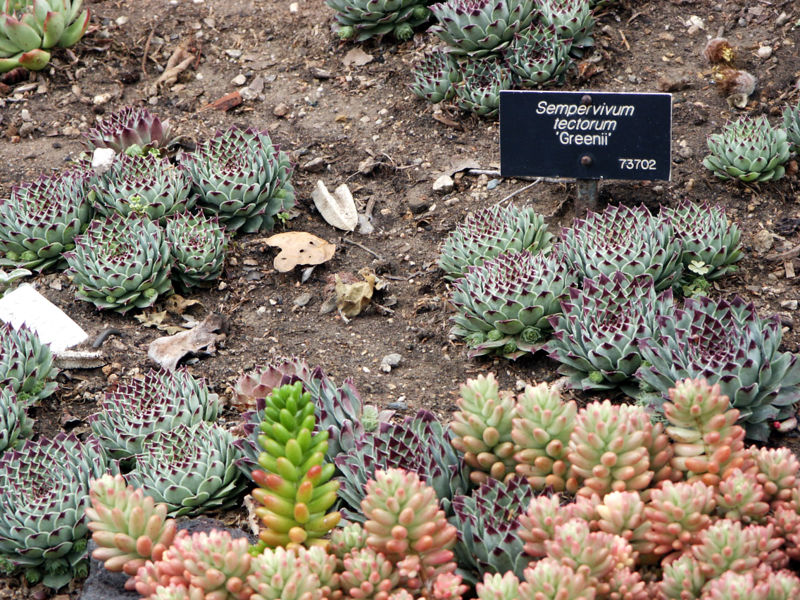 File:Sempervivum Tectorum Greenii, Huntington.jpg