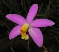 Sophronitis longipes