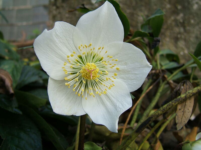 File:1024px-2006-12-18Helleborus niger19.jpg