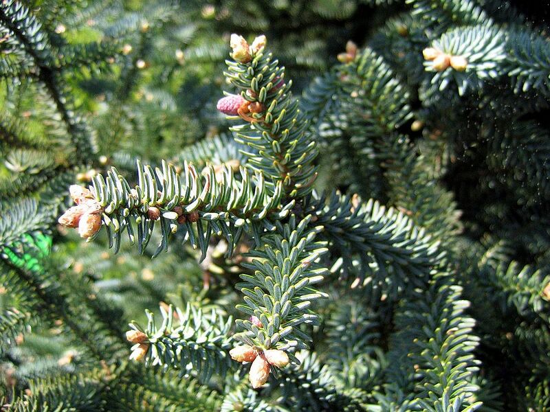 File:1024px-Abies pinsapo Glauca 02.jpg