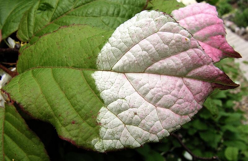 File:1024px-Actinidia kolomikta20090613 032.jpg