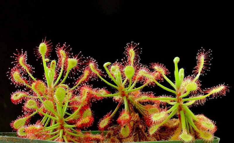 File:1024px-Drosera madagascariensis ne.jpg