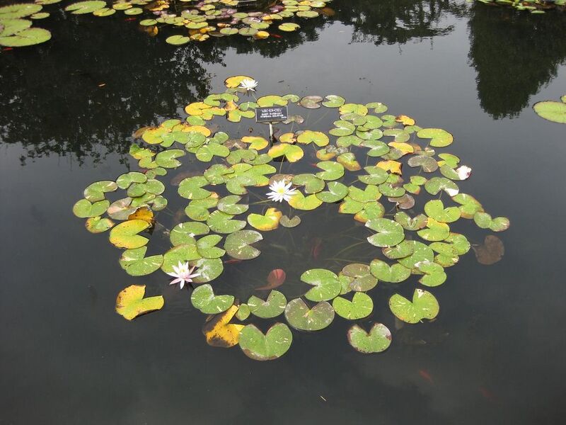 File:1024px-IMG 0754 bbg09.jpg