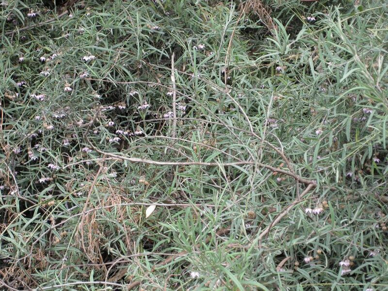 File:1024px-IMG 4755 hunt0904.jpg