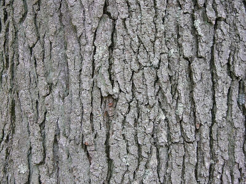 File:1024px-Kentucky Coffee-tree Gymnocladus dioicus 3264px.jpg