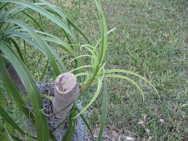 File:1024px-New Growth.jpg