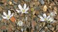 Thumbnail for version as of 10:32, 29 April 2025