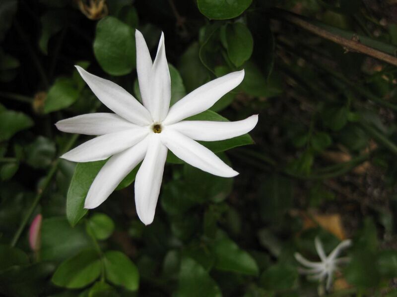 File:1280px-IMG 5132 hunt0904.jpg