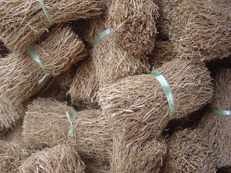 File:1280px-Vetiveria zizanoides dsc07810.jpg
