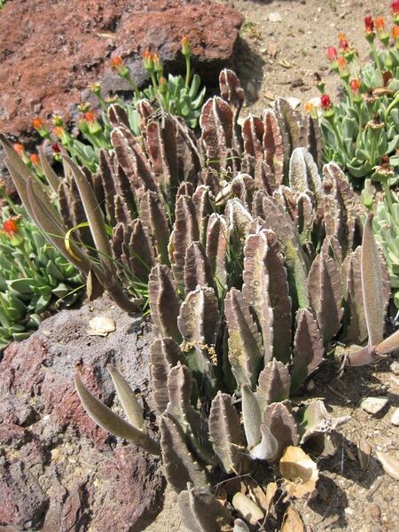 File:576px-IMG 4324 hunt0904.jpg