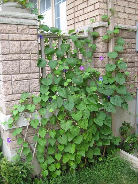 File:576px-MorningGlory.JPG