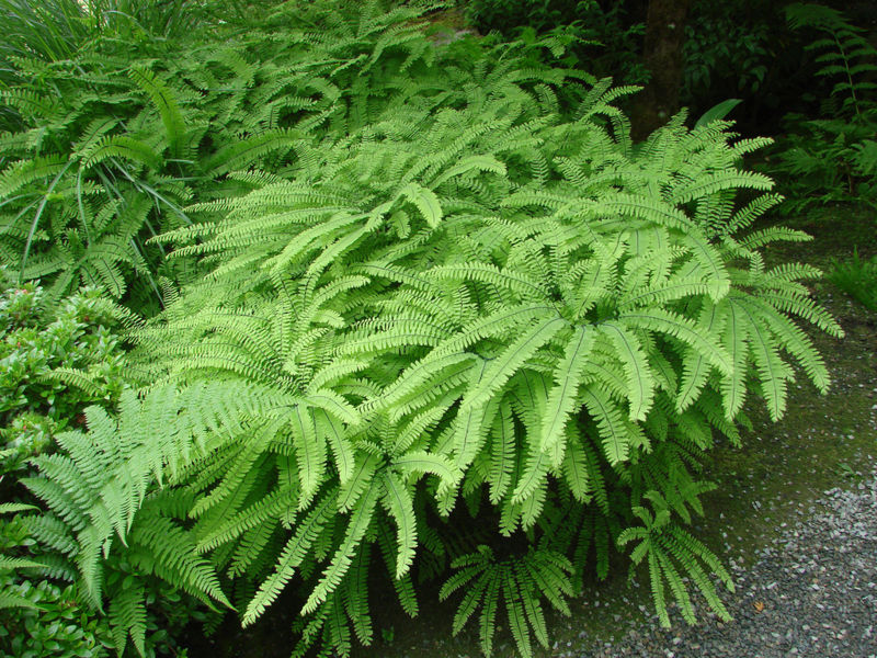 File:Adiantum aleuticum-edgeplot.jpg
