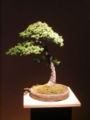 Thumbnail for version as of 15:12, 20 May 2007