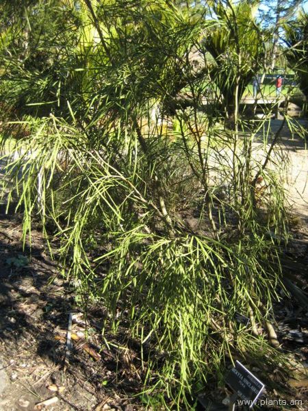 File:Carmichaelia aligera-north island broom-IMG 7031 sfbg0308.jpg
