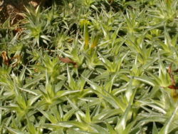 Deuterocohnia lorentziana