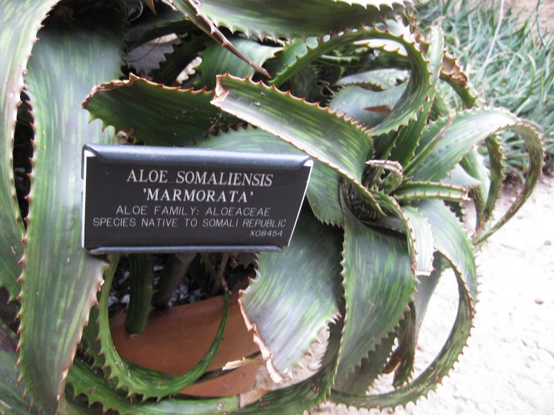 File:IMG 1247 bbg09.jpg