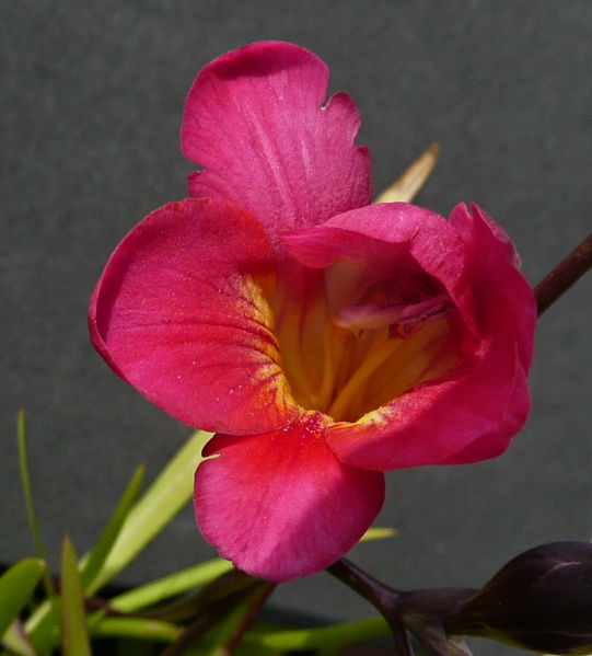 File:Klein aber fein, piccola ma bella-2503.jpg