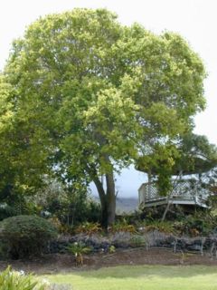 Camphor Laurel Cinnamomum camphora