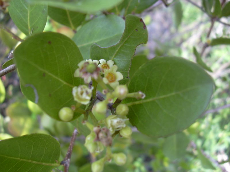 File:Starr 031108-2161 Chrysobalanus icaco.jpg