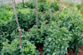 Tomato plants in the garden