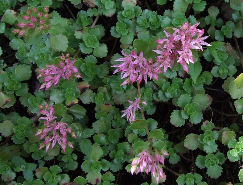 File:1009px-Sedum spurium a1.jpg