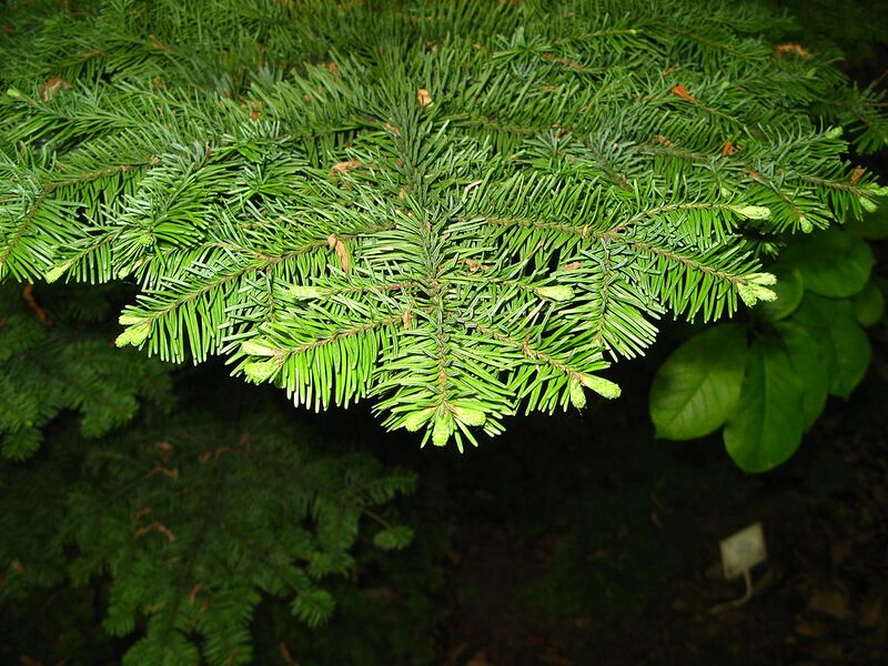 File:1024px-Abies procera foliage PAN 2.jpg