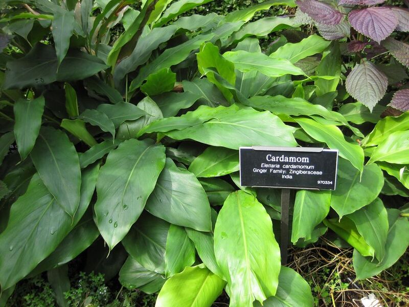 File:1024px-IMG 0741 bbg09.jpg