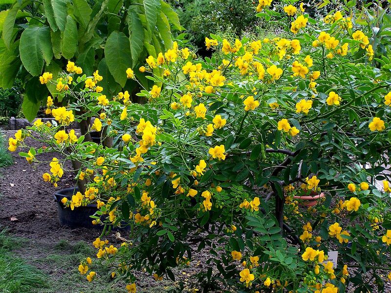 File:1024px-Senna-corymbosa.jpg