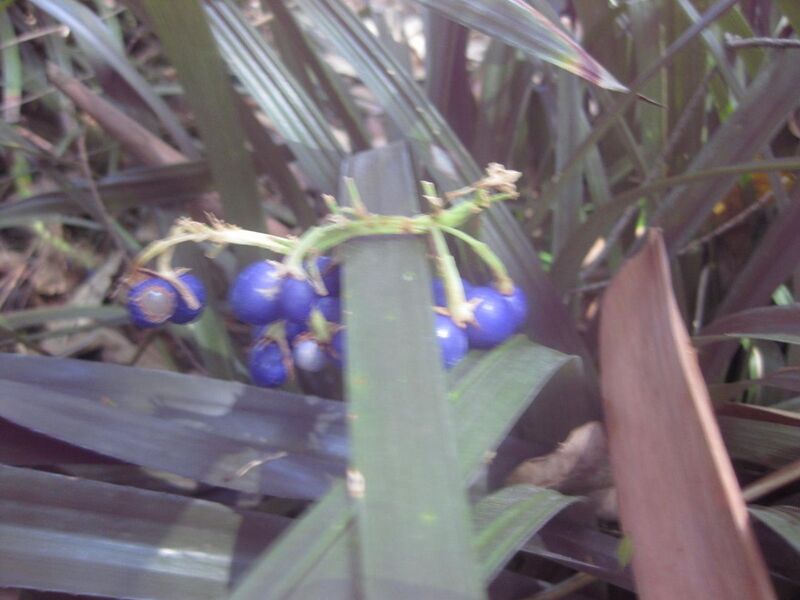 File:1280px-IMG 2044 hunt0903.jpg