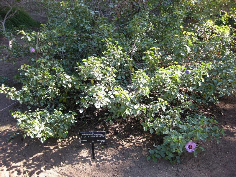 File:1280px-IMG 2061 hunt09oct.jpg