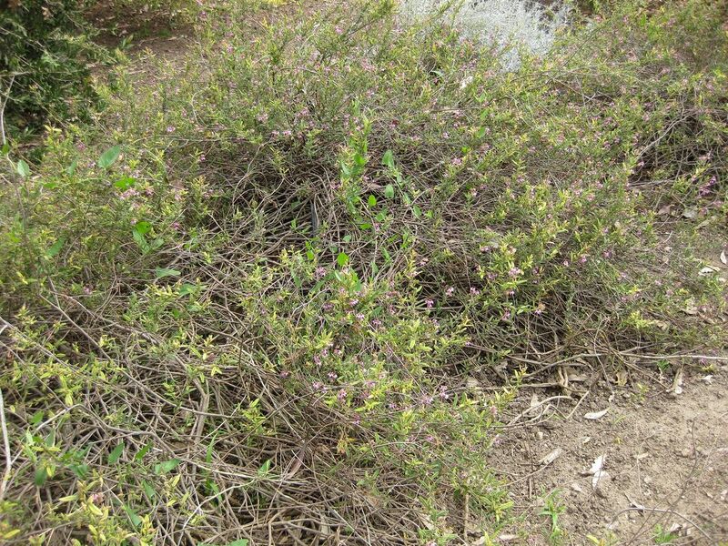 File:1280px-IMG 5101 hunt0904.jpg