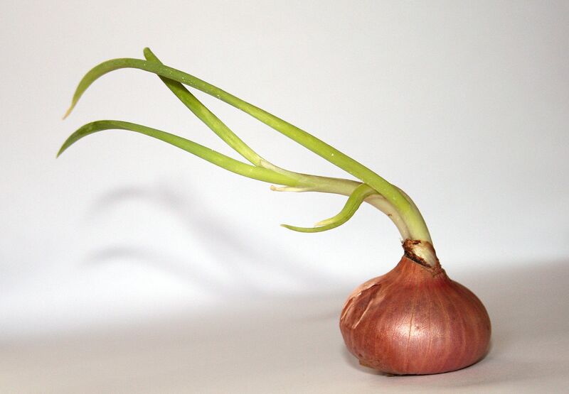 File:1280px-Onion whitebackground.jpg