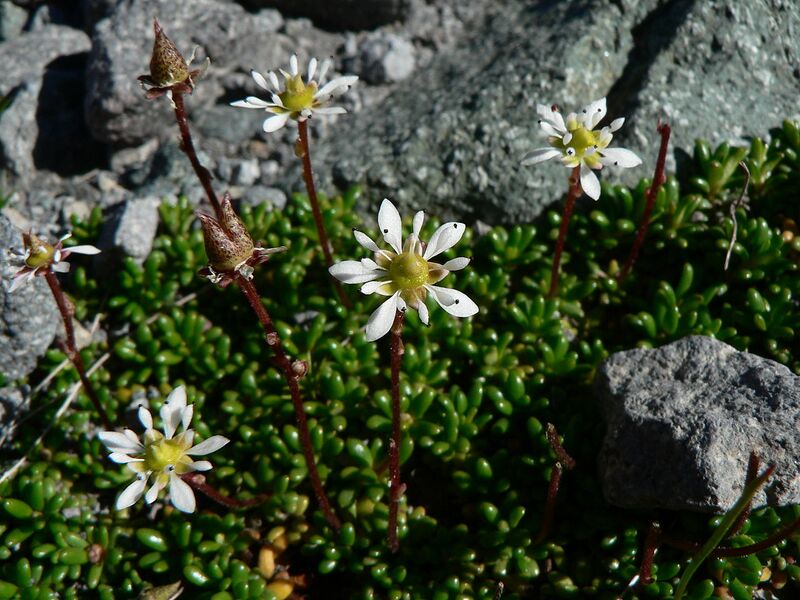 File:1280px-Saxifraga tolmiei 23141.JPG